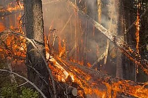 A forest fire